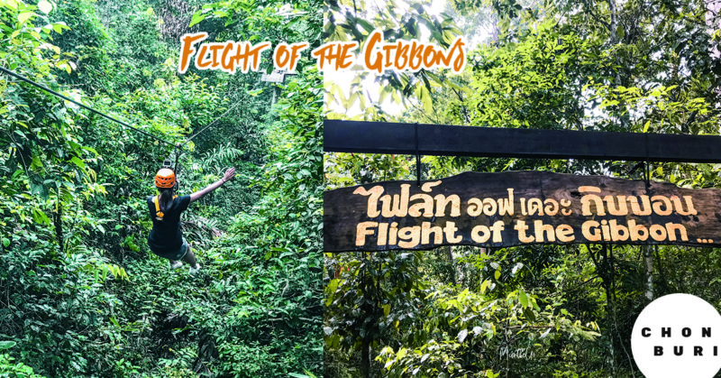 [泰國春武里] 來當一回泰山 刺激的叢林飛索 | Flight of the gibbon