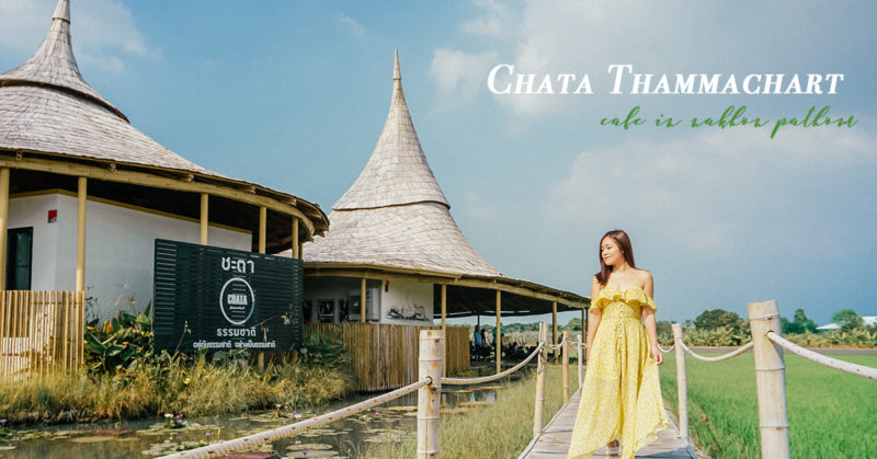 [泰國佛統府] Chata Thammachart 一望無際 自然系稻田咖啡廳  佛統人氣打卡Cafe